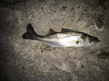 新規開拓メバリング