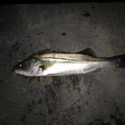 メバル絶好調です