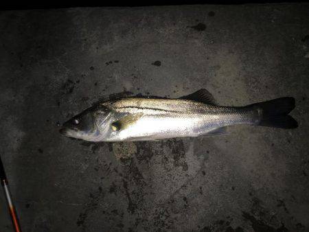 メバル絶好調です