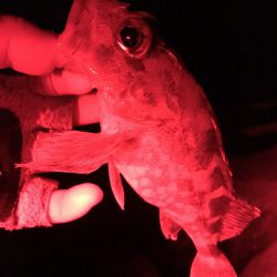 極寒根魚探し♪