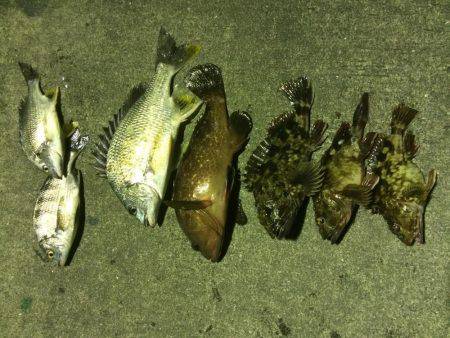 今年初のマイポイント