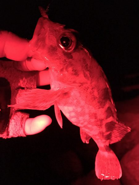 極寒根魚探し♪