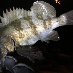 ロックフィッシュ♩