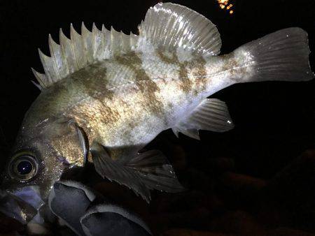 ロックフィッシュ♩