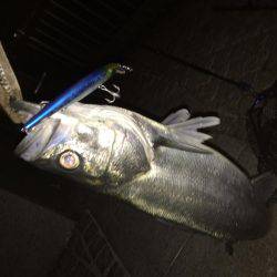 シーバスリベンジ釣行