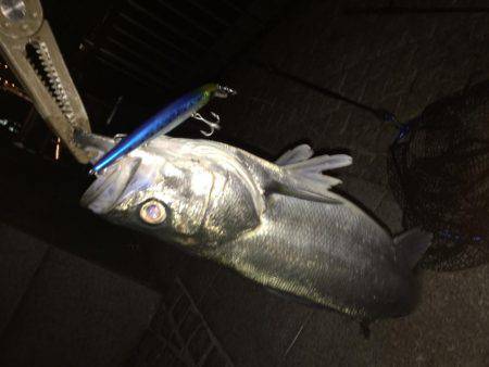 シーバスリベンジ釣行