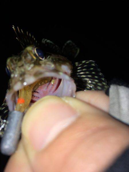 今さらながら初釣りに