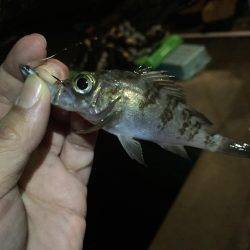 今年初のメバリング