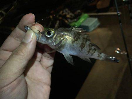 今年初のメバリング