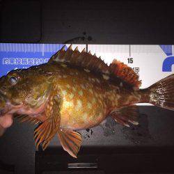 キワガシラ(^.^)