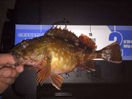 キワガシラ(^.^)