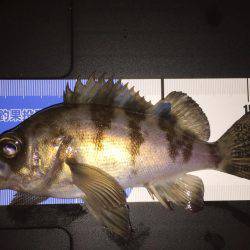 寒くもなくメバリング(^.^)