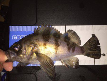 寒くもなくメバリング(^.^)