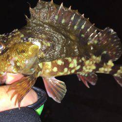 寒すぎてメバリング断念(>_<)