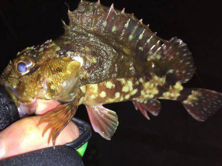 寒すぎてメバリング断念(>_<)