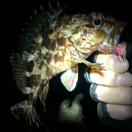 北淡エリア〜岩屋メバリング