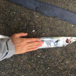 釣り始めタチウオ