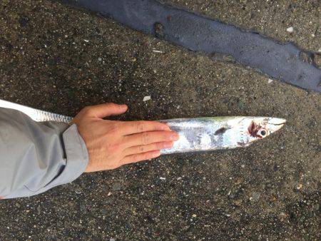 釣り始めタチウオ