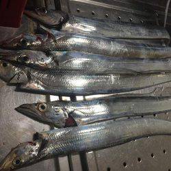 えー!この季節に!陸っぱりからタチウオ爆釣!