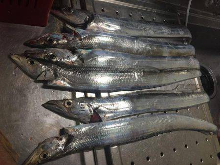 えー!この季節に!陸っぱりからタチウオ爆釣!