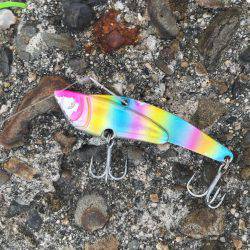 今日はホウボウ