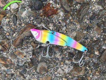 今日はホウボウ