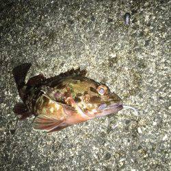 大寒波、暴風でもライトゲーム