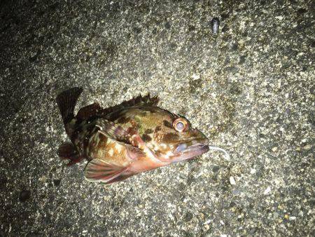 大寒波、暴風でもライトゲーム