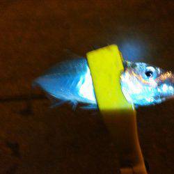 アジングで色々