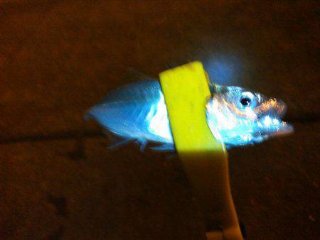 アジングで色々