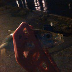 やっと釣れたー