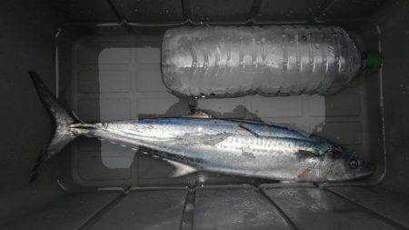 やっと釣れたー