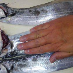 初釣で太刀魚からの青物狙い