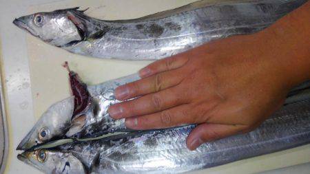 初釣で太刀魚からの青物狙い