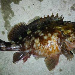 釣り始めもイイ感じ〜!