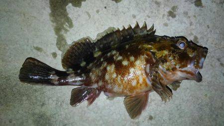 釣り始めもイイ感じ〜！