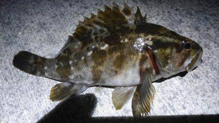 湾奥ロックゲーム！