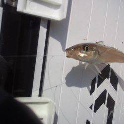 初釣りはちょい投げ