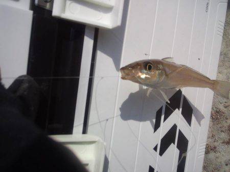 初釣りはちょい投げ