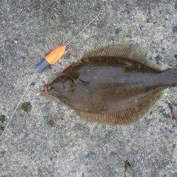 カレイリベンジ