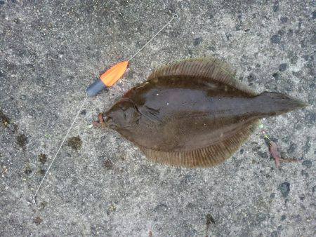 カレイリベンジ