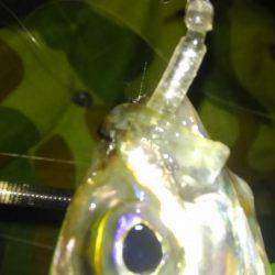 さんがにちアジング