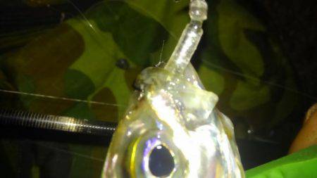 さんがにちアジング