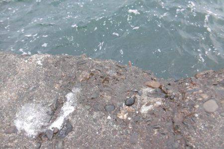 冬タコのわりに小ぶりです