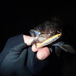 五目フラッタースリム 激ヤヴァ