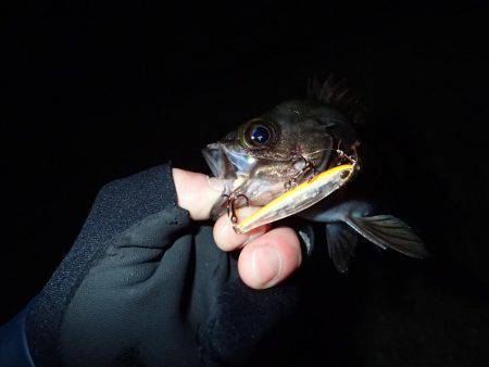 五目フラッタースリム 激ヤヴァ