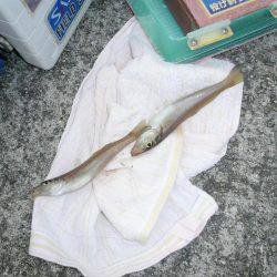 初釣行でダブル、トリプルと最高の釣果でした