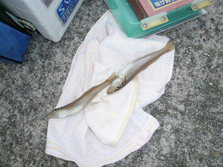 初釣行でダブル、トリプルと最高の釣果でした