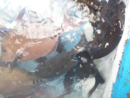 こんなん出ました・・・グレ・・サンコ・・・