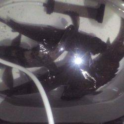 多奈川周辺でのメバル調査